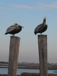 Pelicans - Surf City