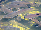 Trout at Pisgah Center for Wildlife Education