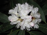 Rhododendron - Pisgahs
