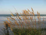 Topsail Island Grass